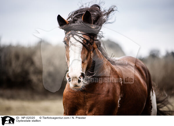 Clydesdale stallion / NP-02020