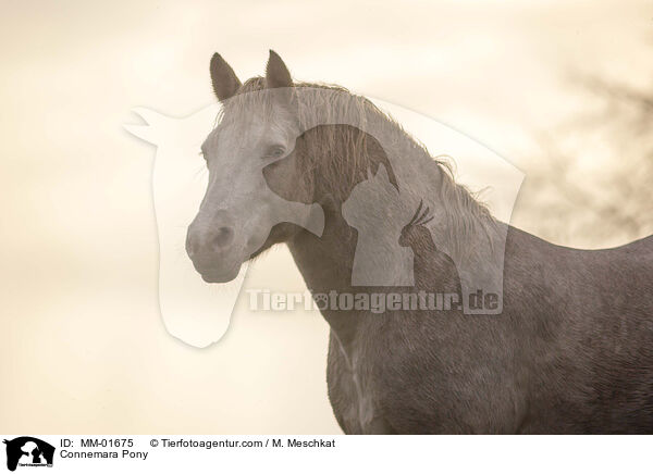 Connemara Pony / MM-01675