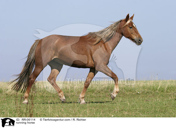 running horse / RR-06114
