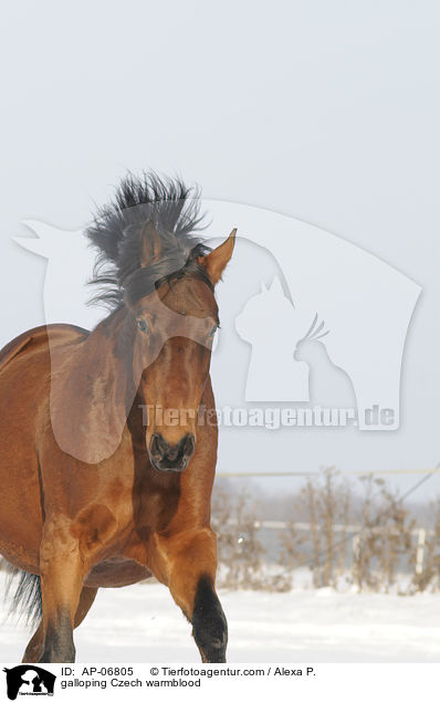 galloping Czech warmblood / AP-06805