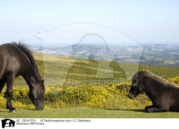 Dartmoor Hill Ponies / CD-01701