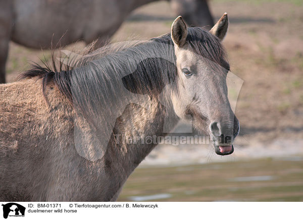 duelmener wild horse / BM-01371