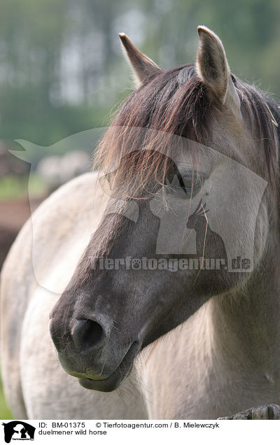 duelmener wild horse / BM-01375