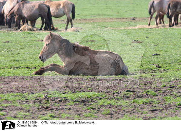 Dlmen horses / BM-01589