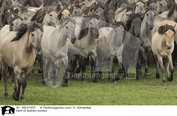 herd of dulmen ponies / HS-01457