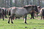 Dlmen horses