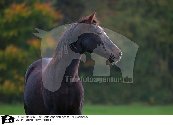 Dutch Riding Pony Portrait / NS-04186