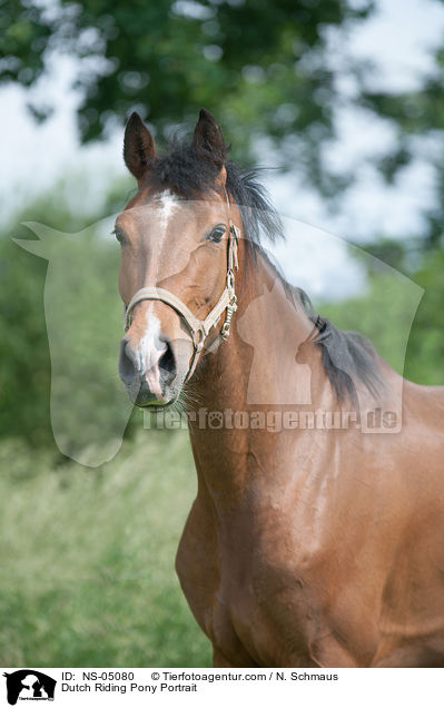 Dutch Riding Pony Portrait / NS-05080