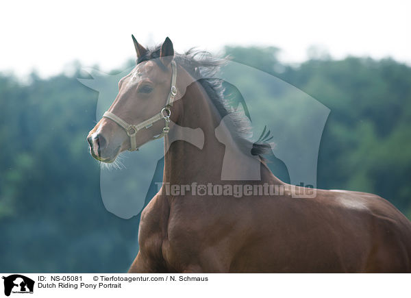 Dutch Riding Pony Portrait / NS-05081