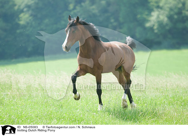 trotting Dutch Riding Pony / NS-05083