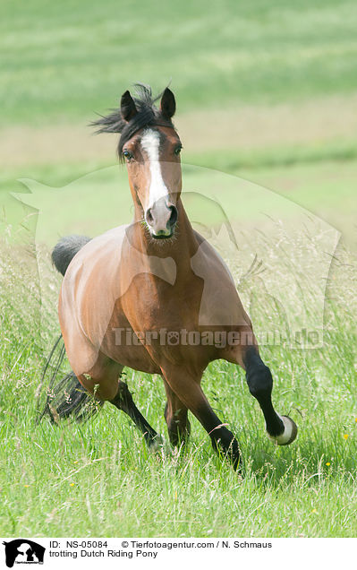trotting Dutch Riding Pony / NS-05084