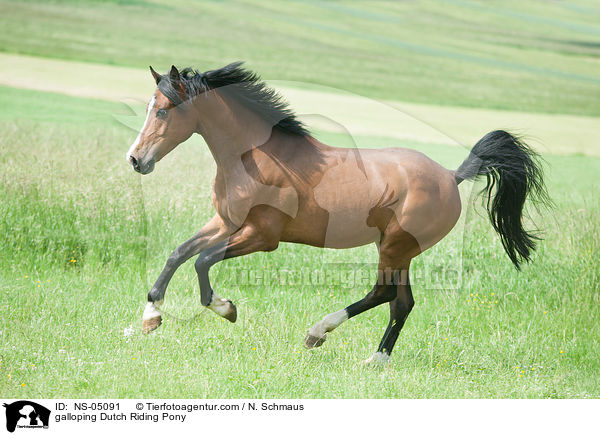 galloping Dutch Riding Pony / NS-05091
