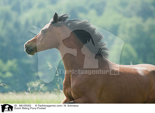 Dutch Riding Pony Portrait / NS-05092