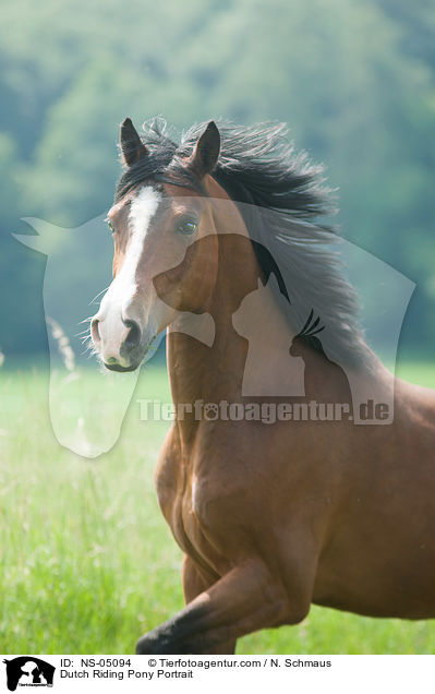 Dutch Riding Pony Portrait / NS-05094