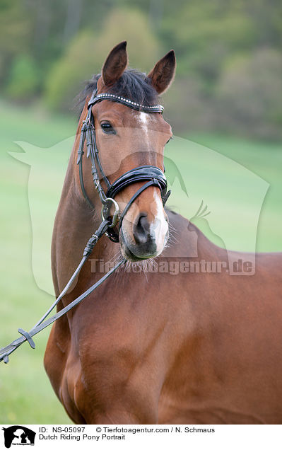 Dutch Riding Pony Portrait / NS-05097