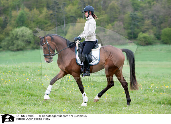 trotting Dutch Riding Pony / NS-05098