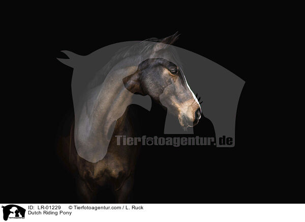 Dutch Riding Pony / LR-01229