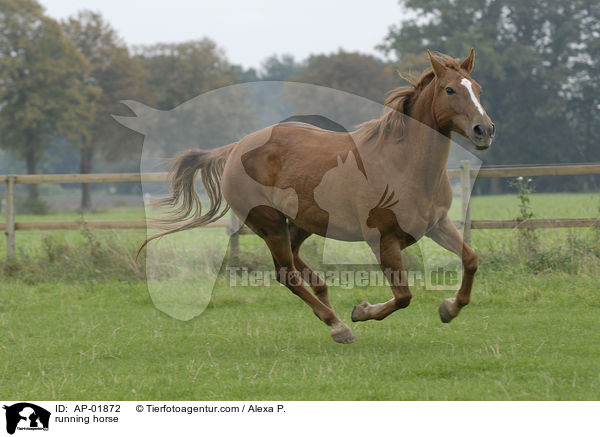running horse / AP-01872