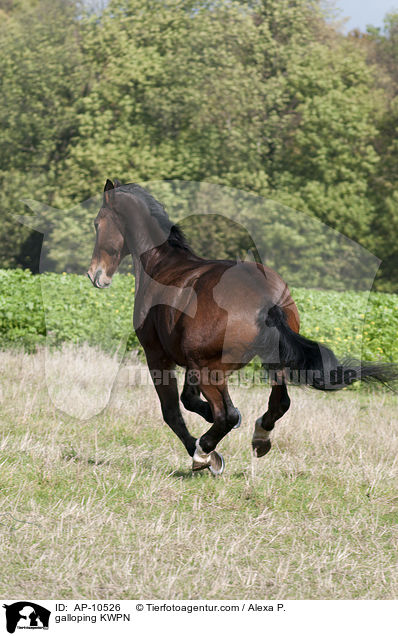 galloping KWPN / AP-10526
