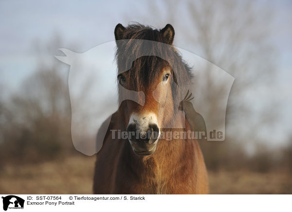 Exmoor Pony Portrait / SST-07564