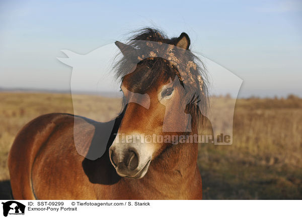 Exmoor-Pony Portrait / SST-09299