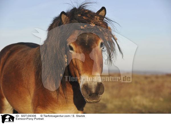 Exmoor-Pony Portrait / SST-09306