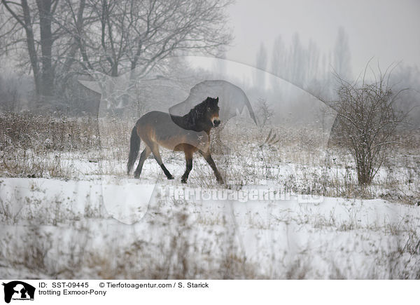 trotting Exmoor-Pony / SST-09445
