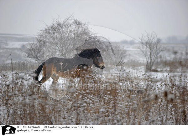 galloping Exmoor-Pony / SST-09446