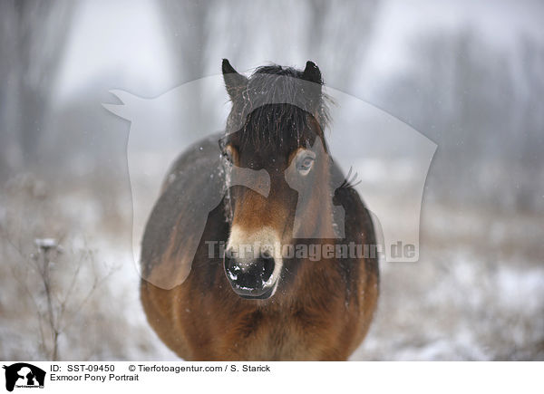 Exmoor Pony Portrait / SST-09450