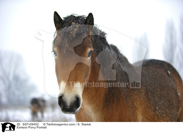 Exmoor Pony Portrait / SST-09452