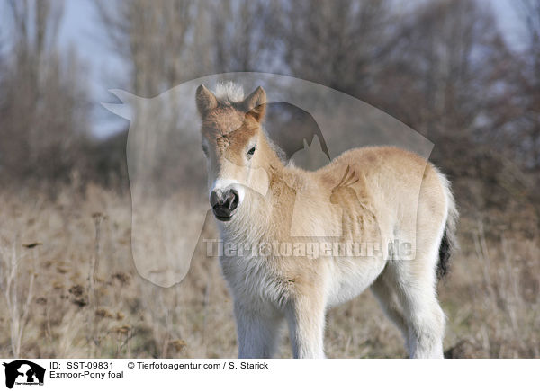 Exmoor-Pony foal / SST-09831