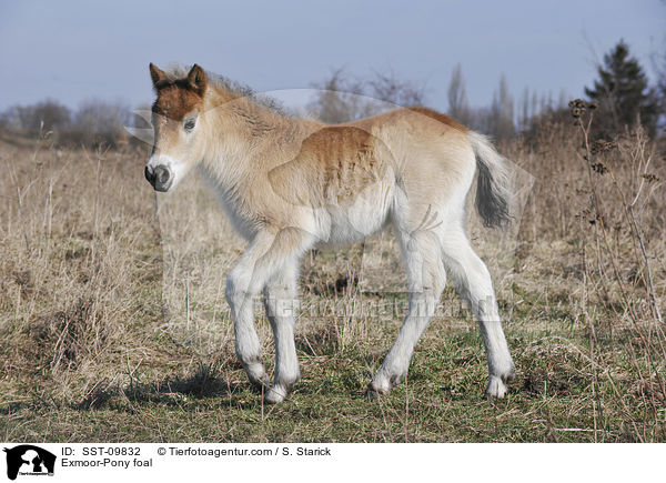 Exmoor-Pony foal / SST-09832