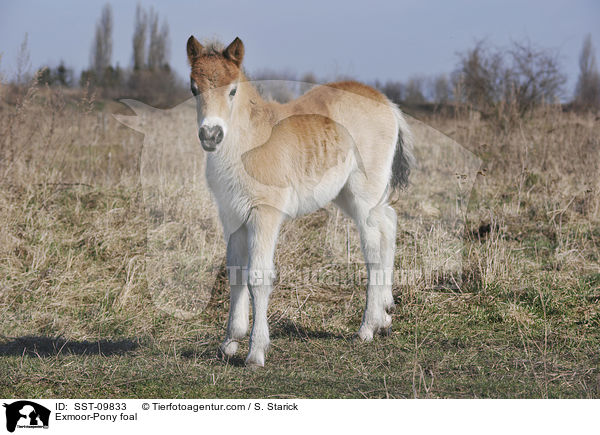 Exmoor-Pony foal / SST-09833