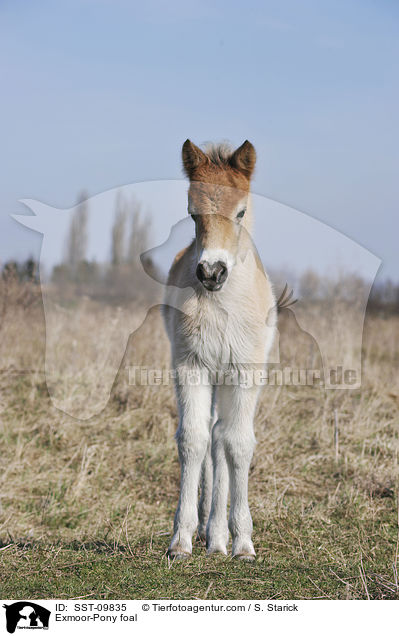 Exmoor-Pony foal / SST-09835