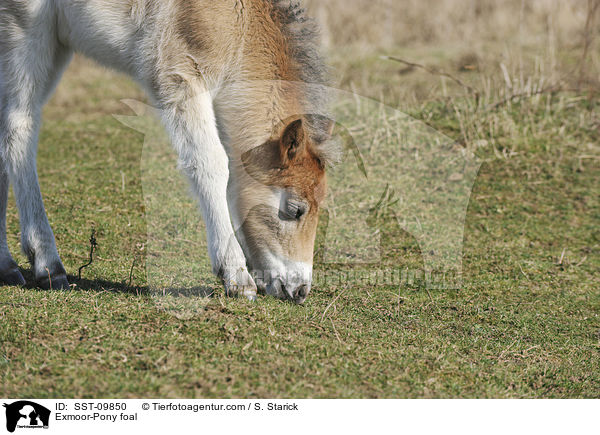 Exmoor-Pony foal / SST-09850