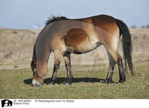 Exmoor Pony / SST-09851