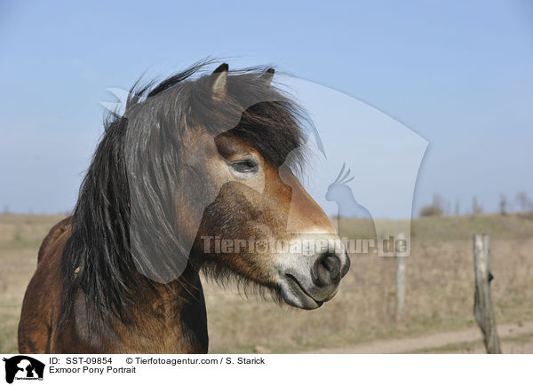 Exmoor Pony Portrait / SST-09854