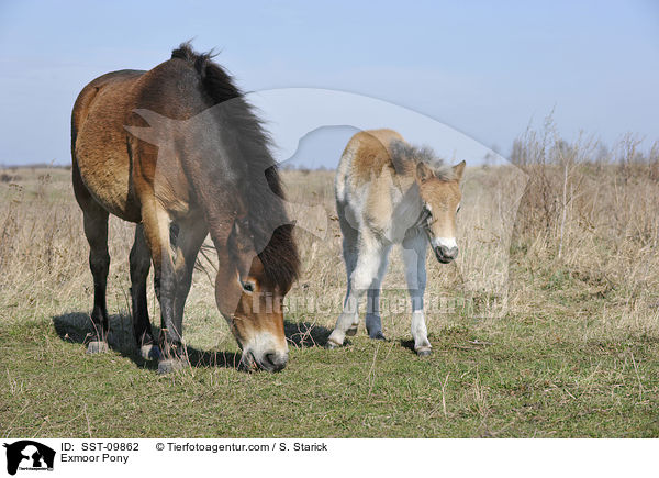Exmoor Pony / SST-09862