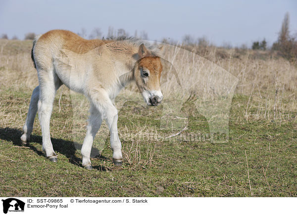 Exmoor-Pony foal / SST-09865