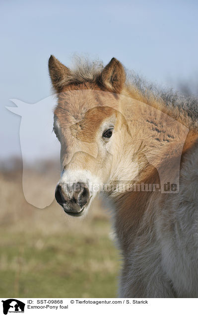 Exmoor-Pony foal / SST-09868