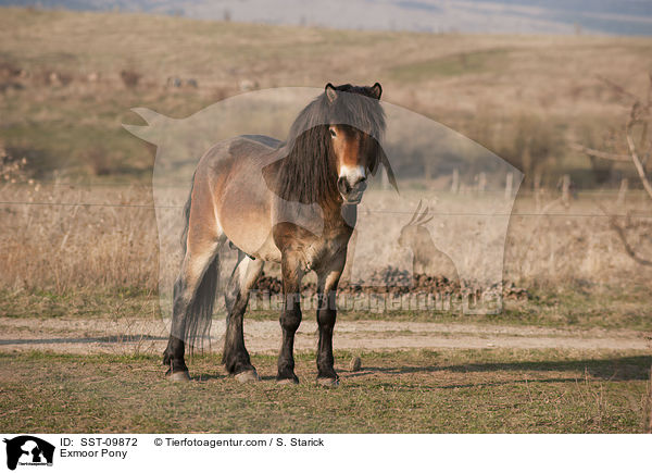 Exmoor Pony / SST-09872