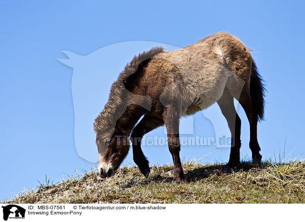 browsing Exmoor-Pony / MBS-07561
