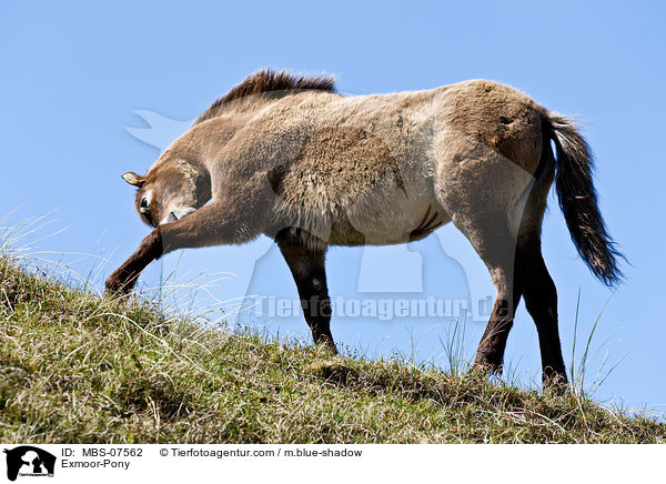 Exmoor-Pony / MBS-07562