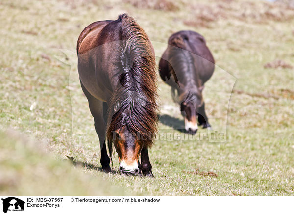 Exmoor-Ponys / MBS-07567