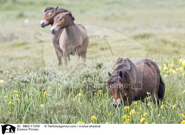 Exmoor Ponies / MBS-11059