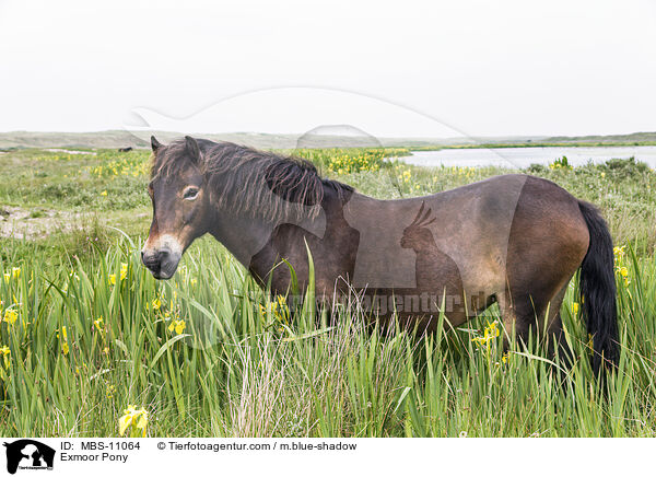 Exmoor Pony / MBS-11064