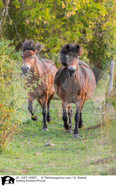 trotting Exmoor-Ponys / SST-19587
