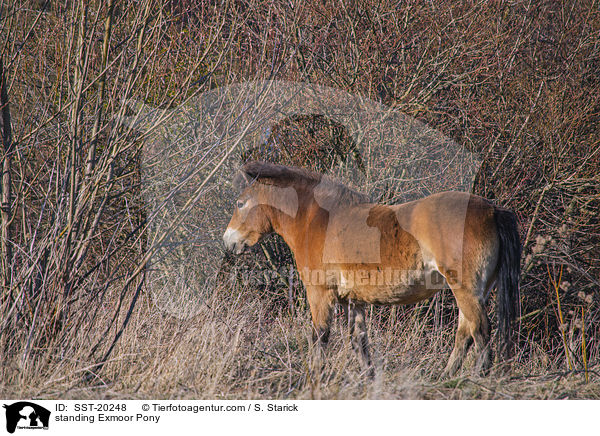 standing Exmoor Pony / SST-20248