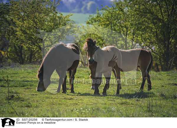 Exmoor Ponys on a meadow / SST-20256