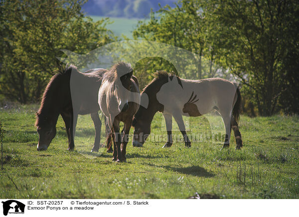 Exmoor Ponys on a meadow / SST-20257